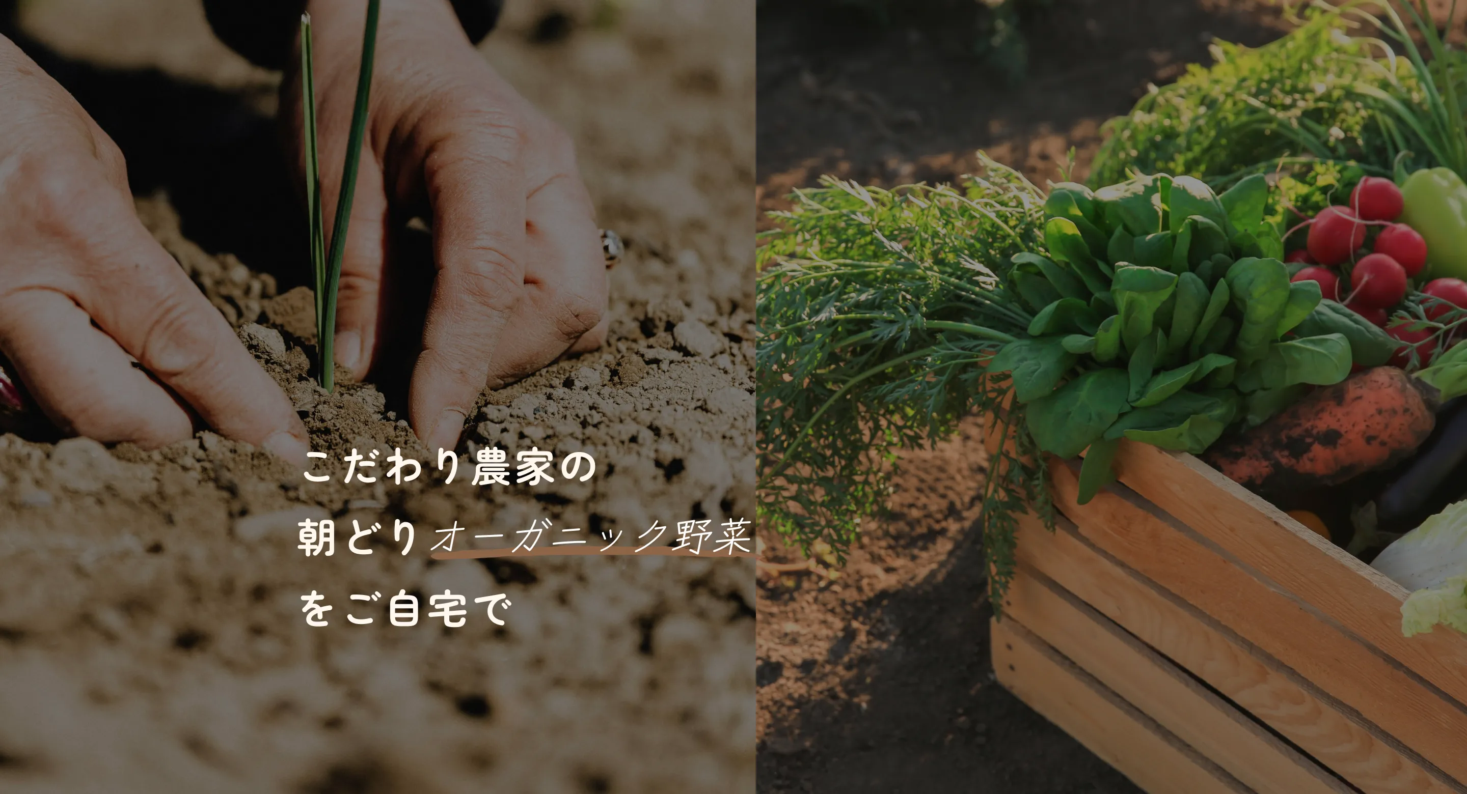 こだわり農家の朝どりオーガニック野菜をご自宅で