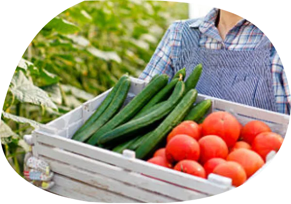 野菜を産地から直送