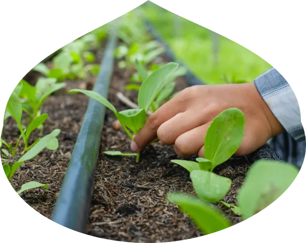 オーガニックな野菜