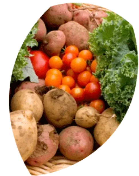 様々な種類の野菜